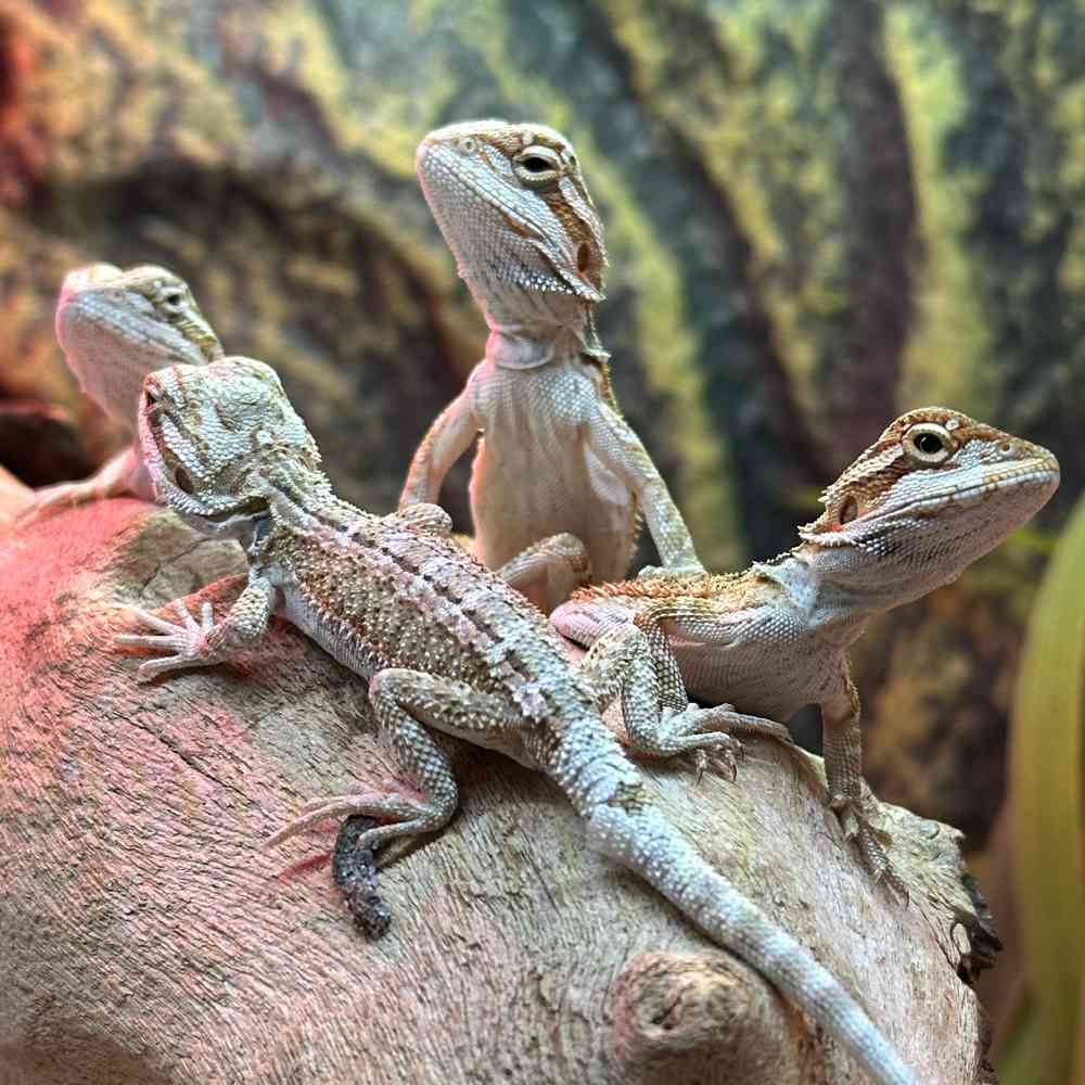 carousel pet images