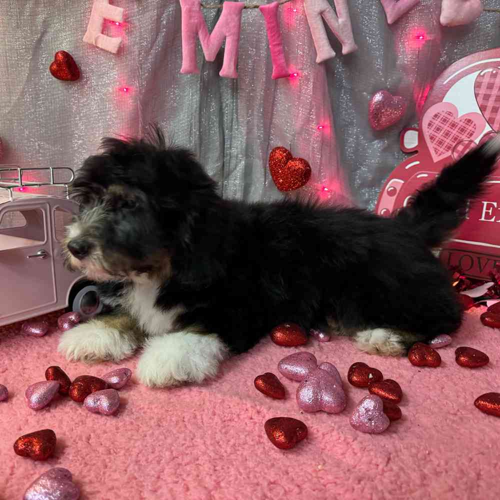 carousel pet images