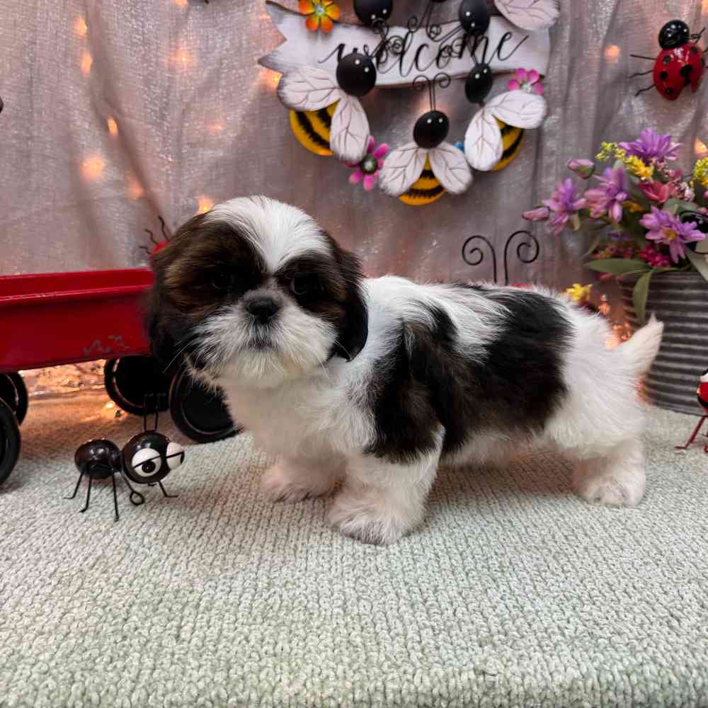 Image of a pet breed in the gallery