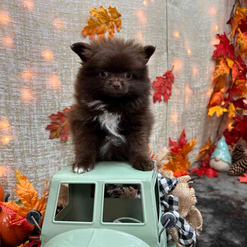 carousel pet images
