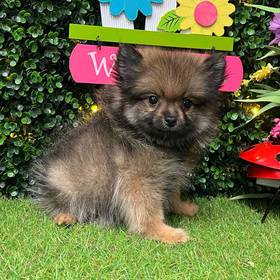 Pomeranian
