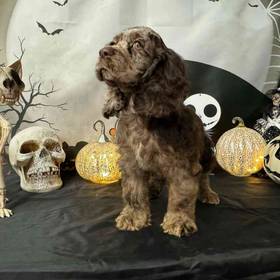 Cocker Spaniel