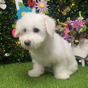 Bichon
