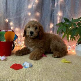 Mini Goldendoodle
