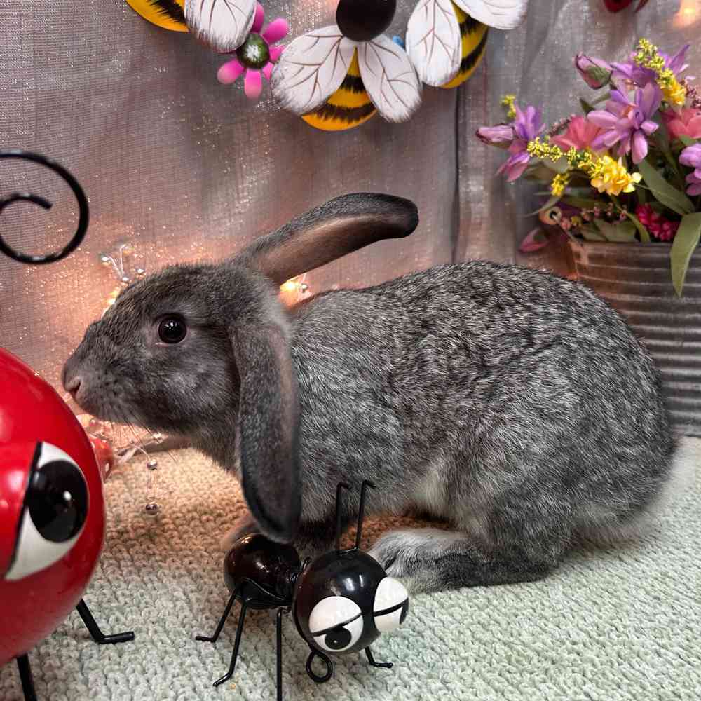 carousel pet images