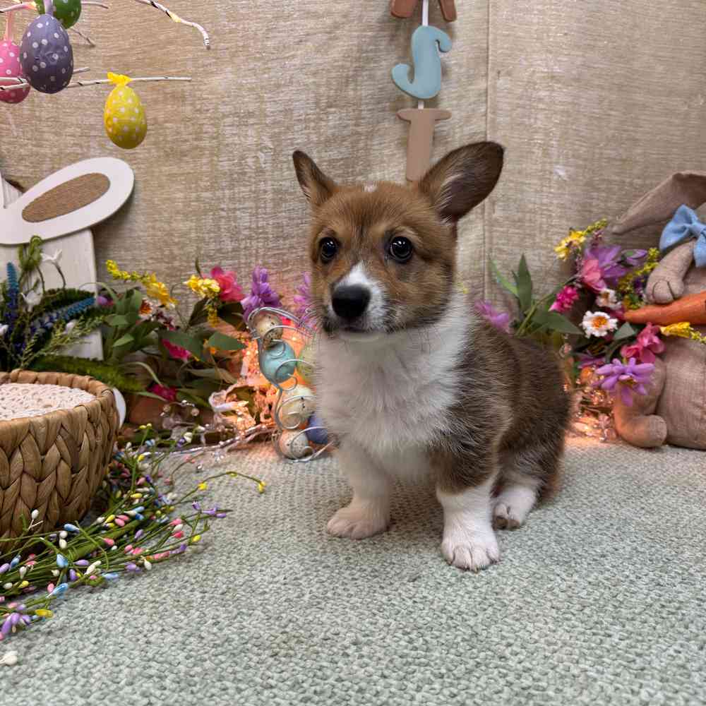 carousel pet images