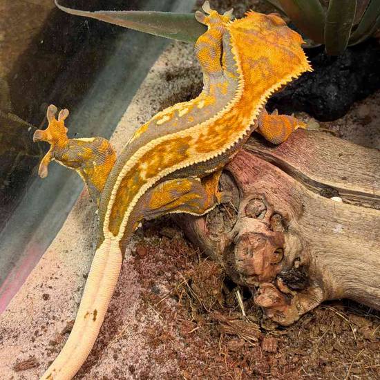 Crested Gecko