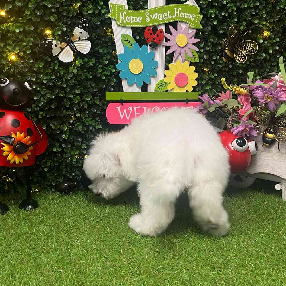 carousel pet images