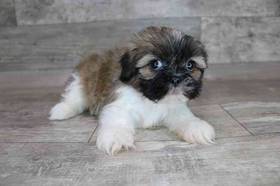 Shih Tzu