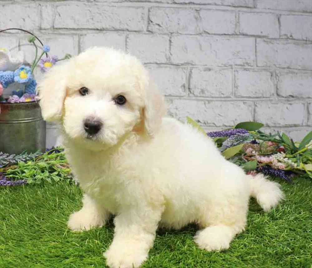 carousel pet images