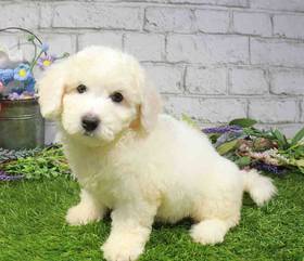 Bichon