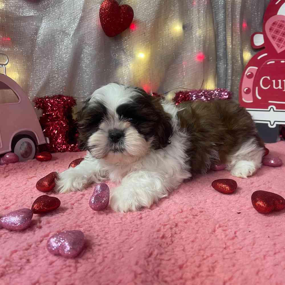 carousel pet images