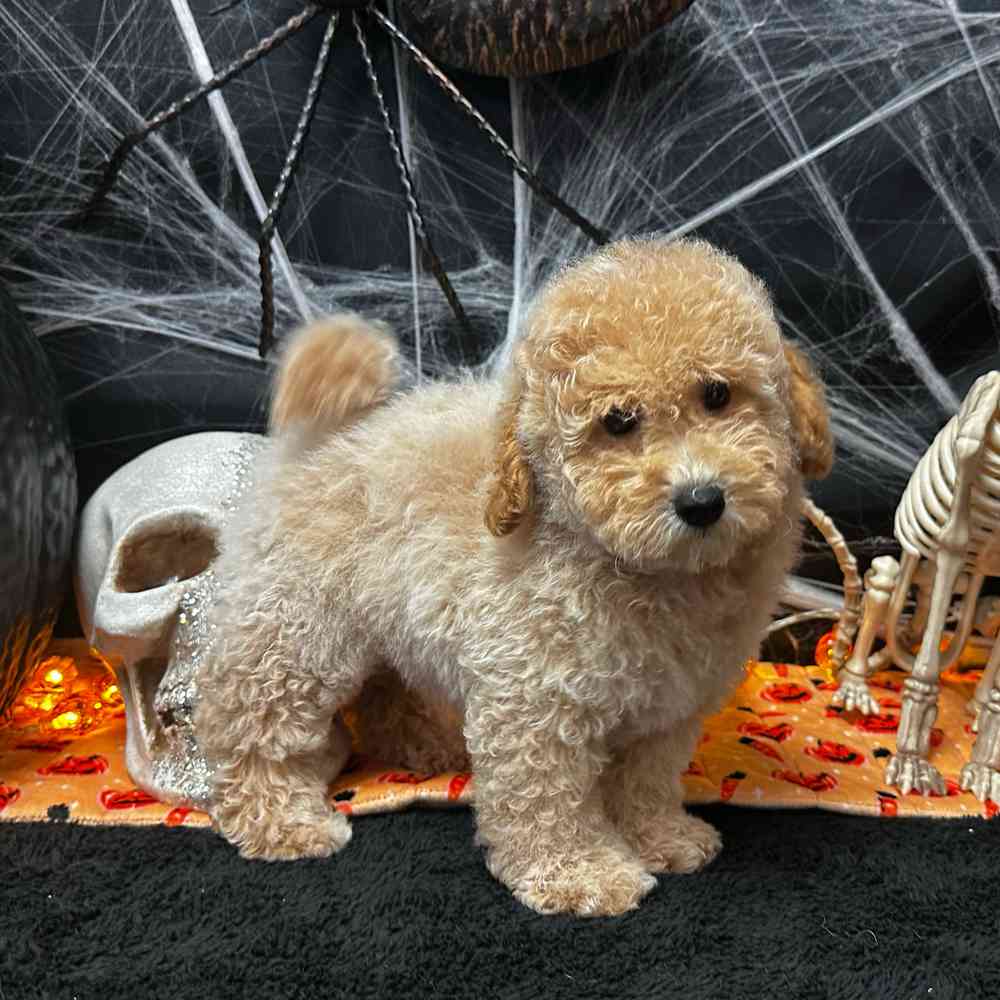 carousel pet images