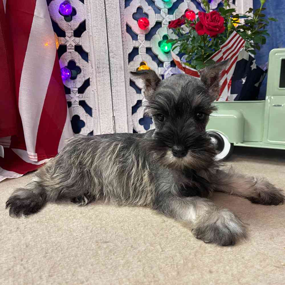 carousel pet images