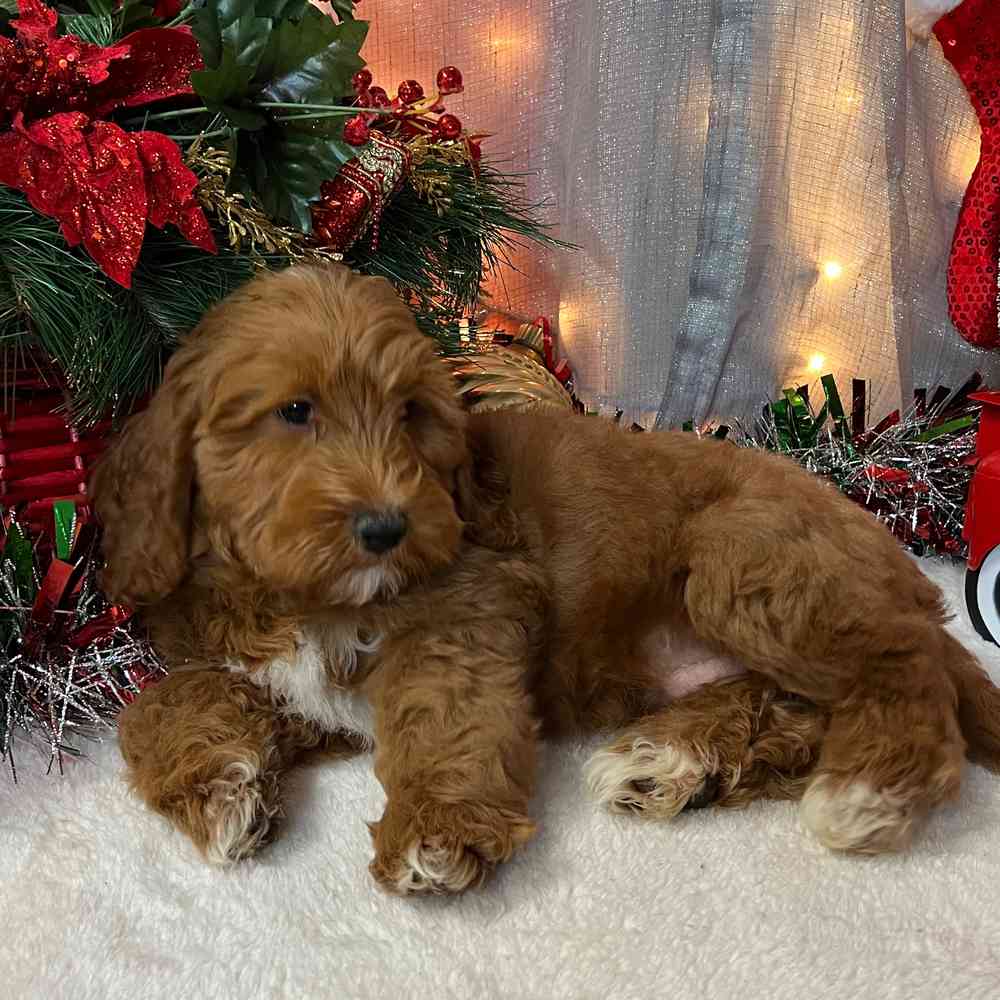 carousel pet images