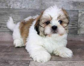 Shih Tzu