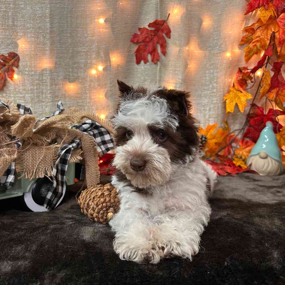 carousel pet images