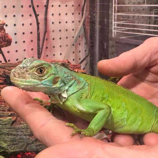 Iguana