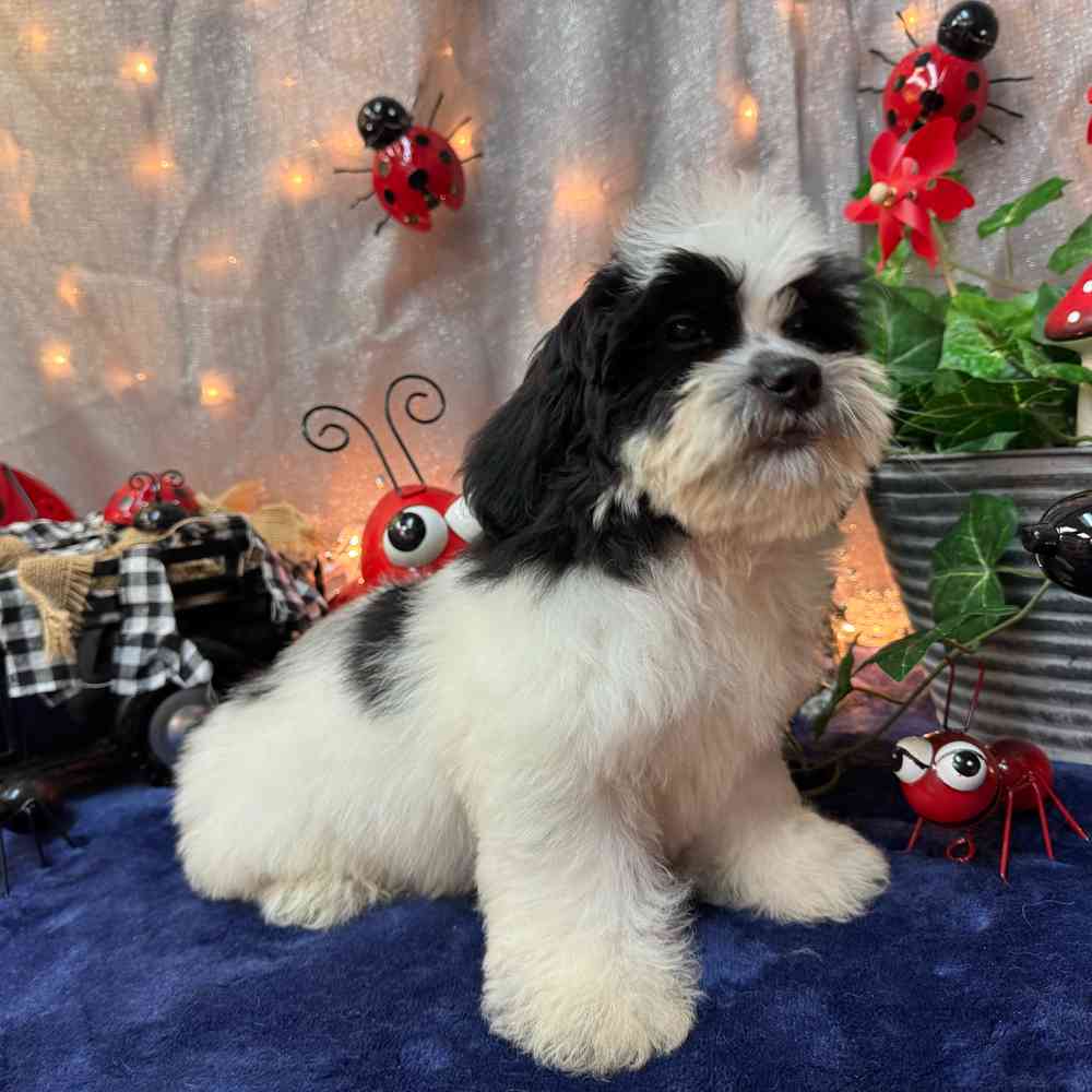 carousel pet images