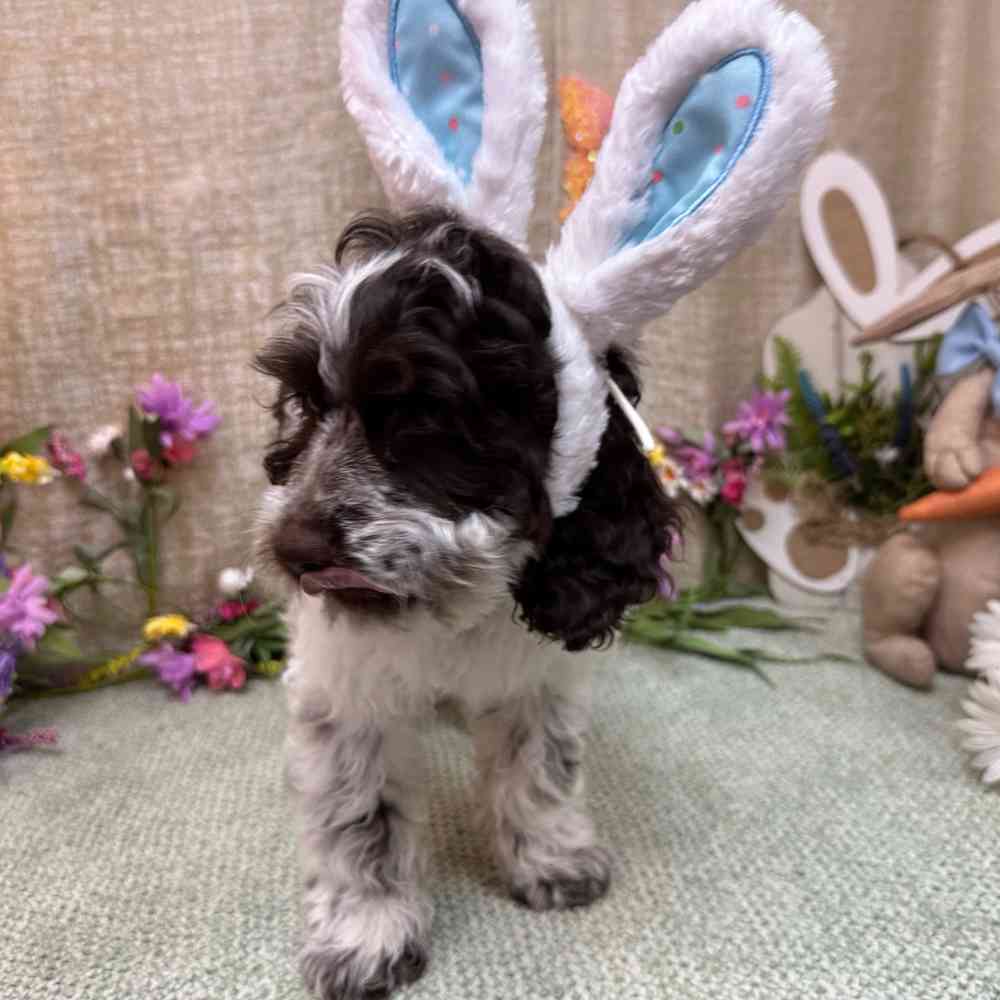 carousel pet images