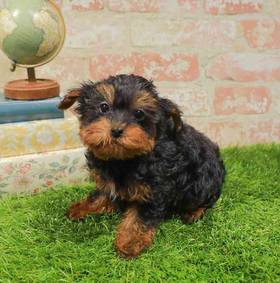 Yorkie-Poo