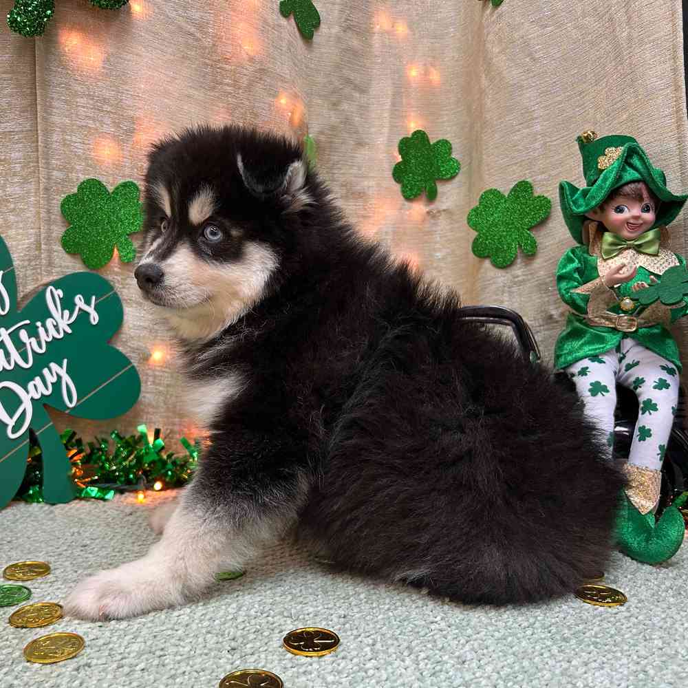 carousel pet images