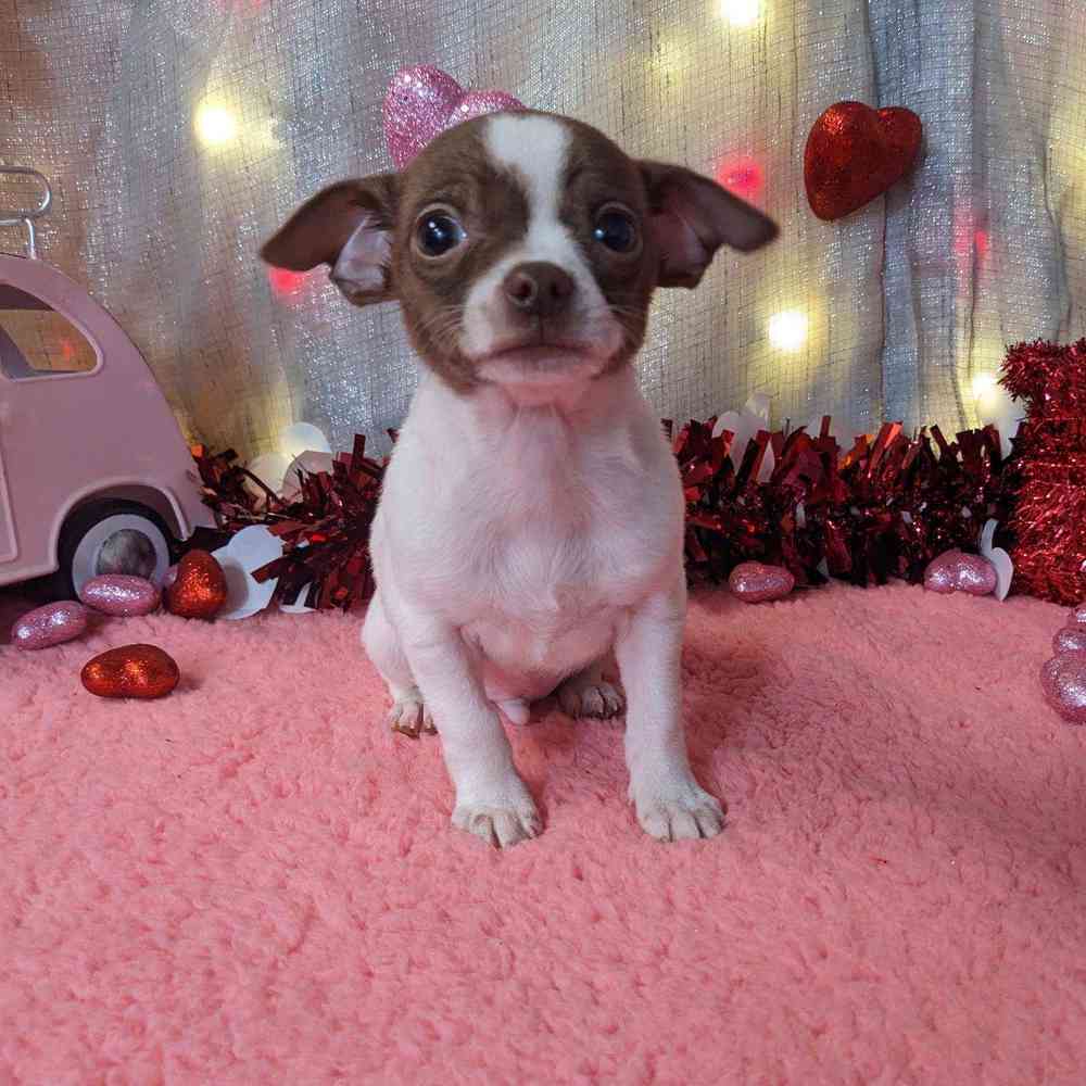 carousel pet images