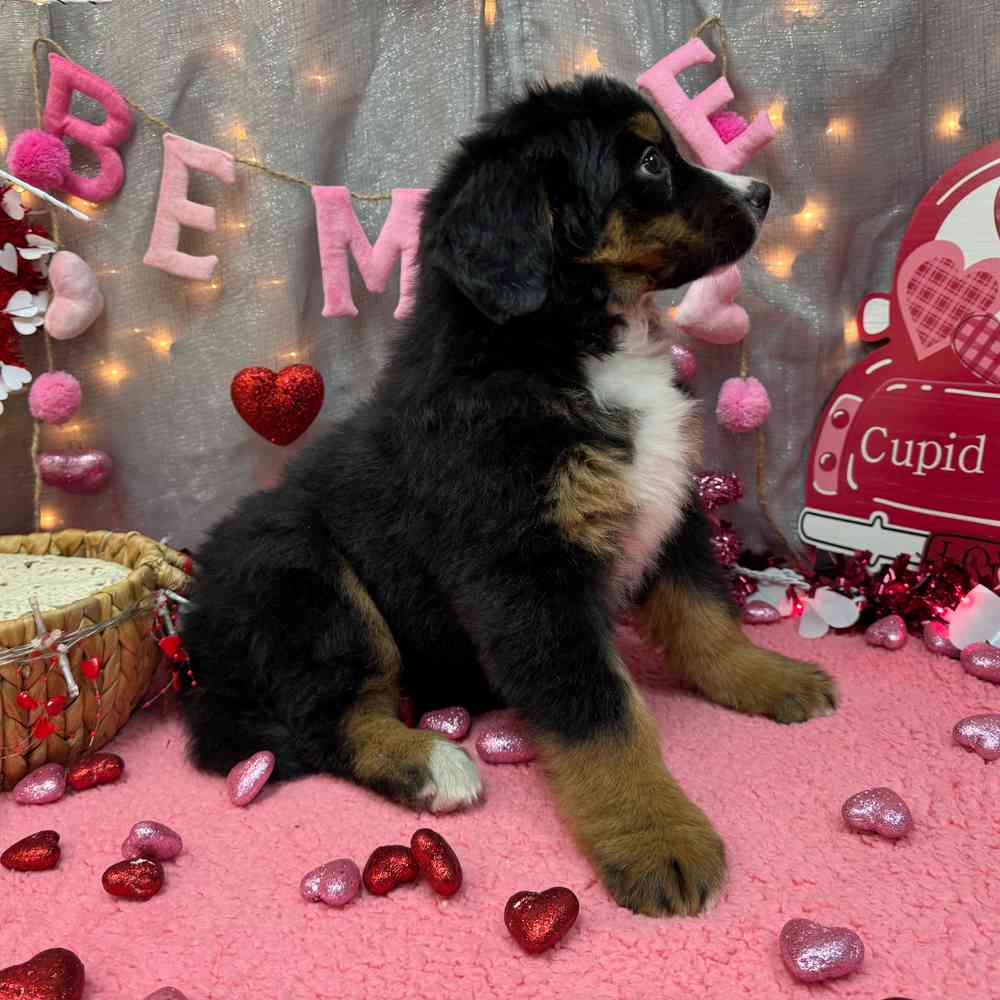 carousel pet images