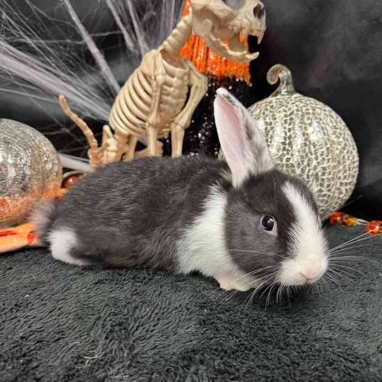 Flemish Giant Holland Lop Mix