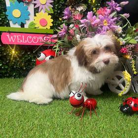 Havanese