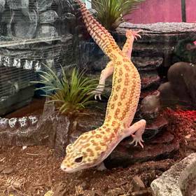 Leopard Gecko