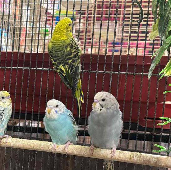 Parakeet