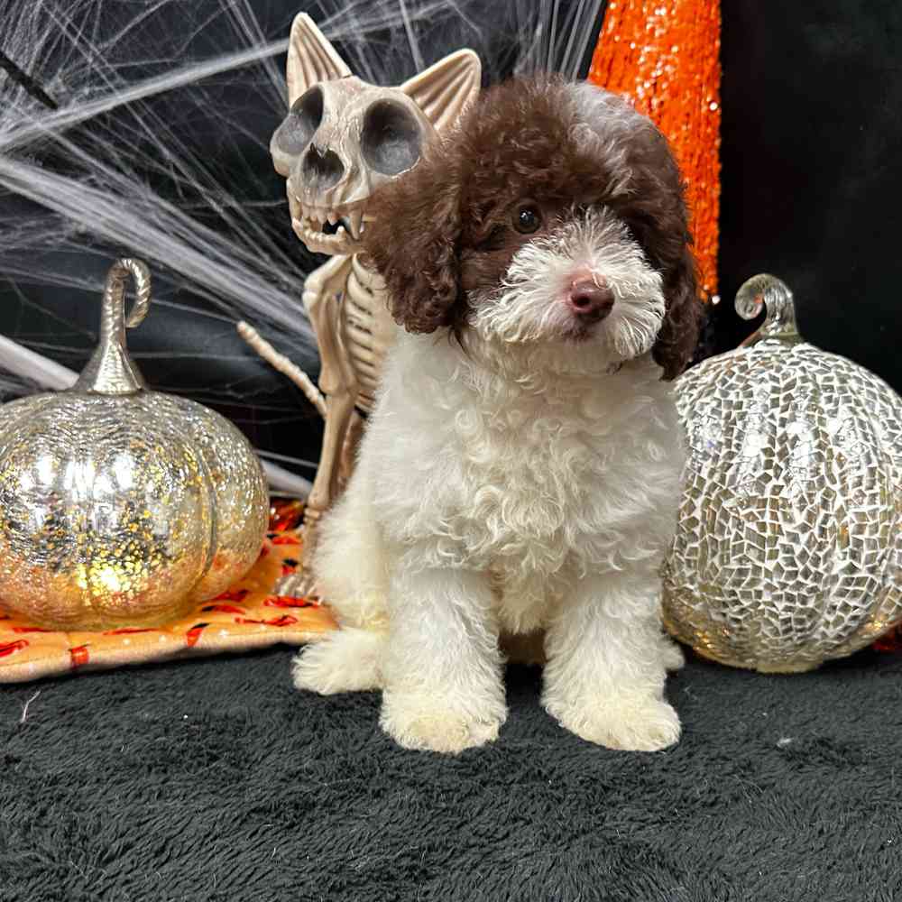 carousel pet images