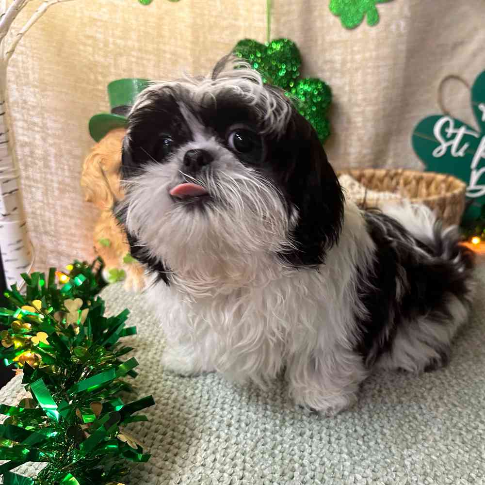 carousel pet images