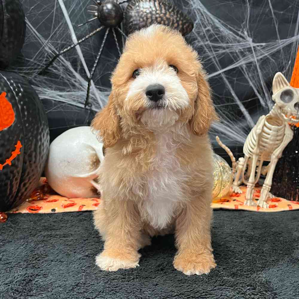 carousel pet images