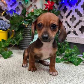 Dachshund