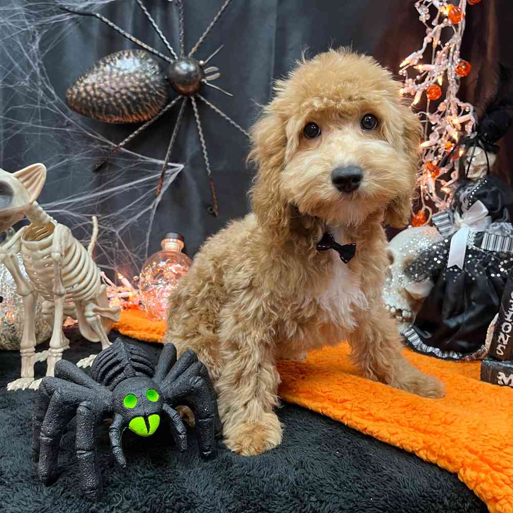 carousel pet images