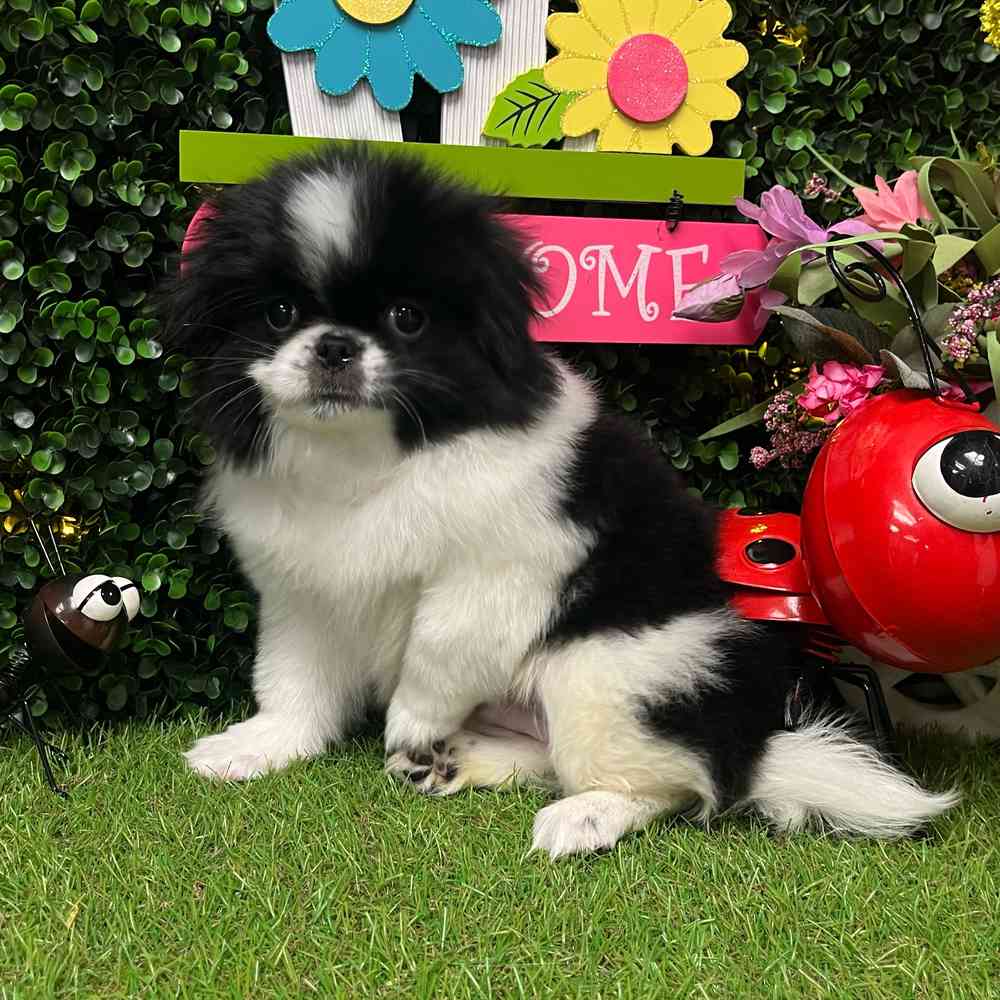 Image of a pet breed in the gallery