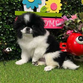 Japanese Chin