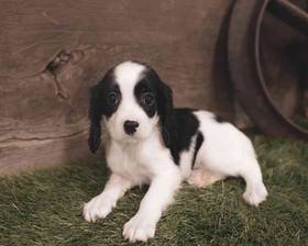Cavachon