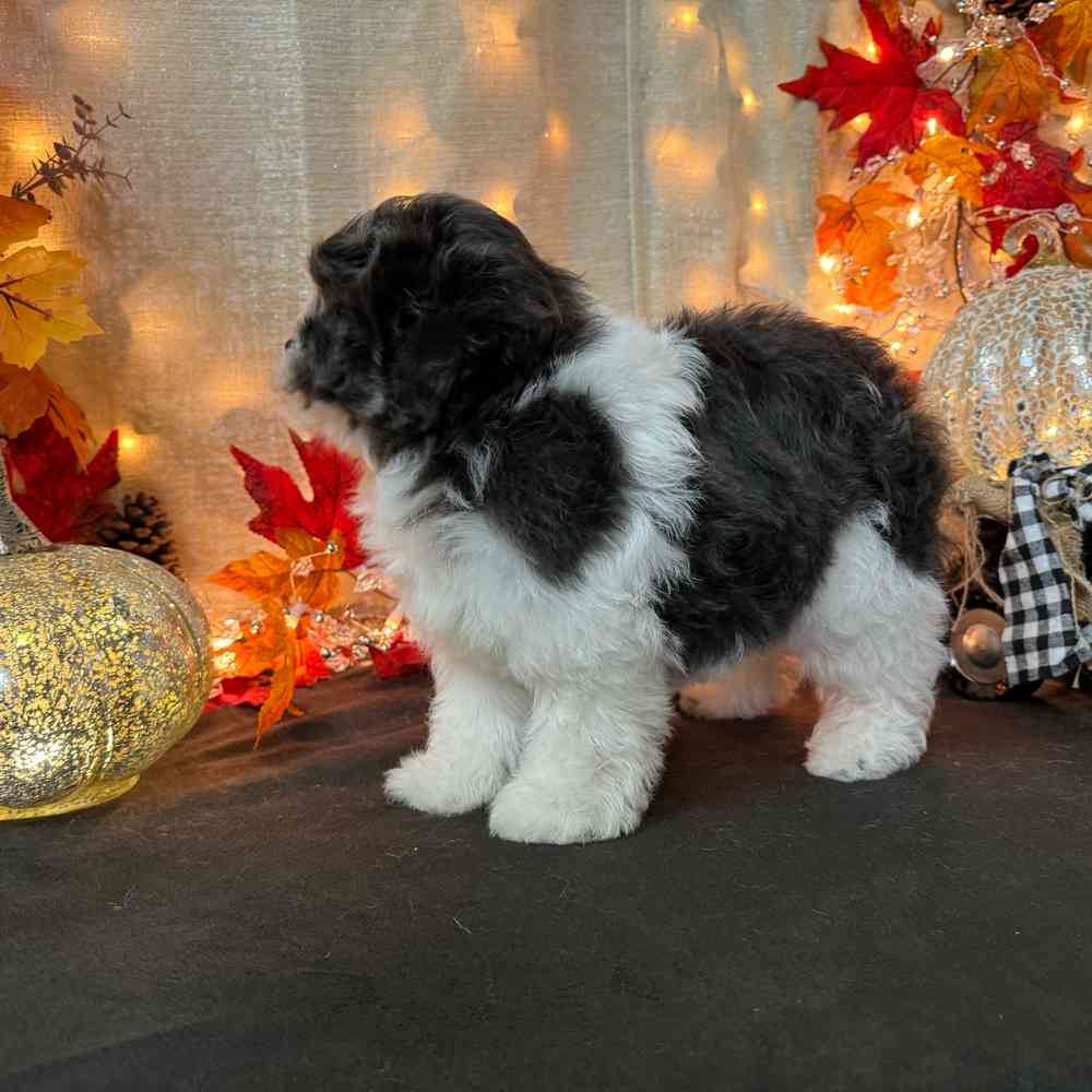 carousel pet images