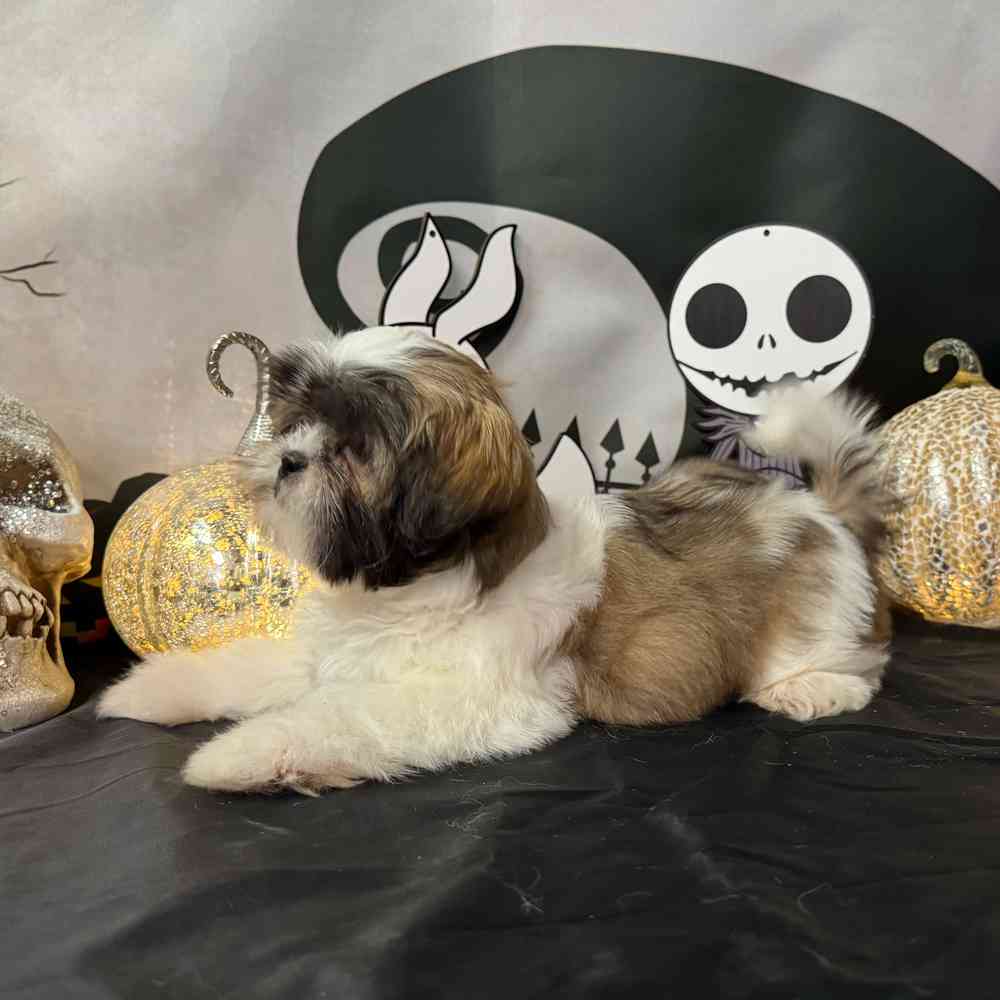 carousel pet images
