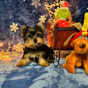 Yorkshire Terrier