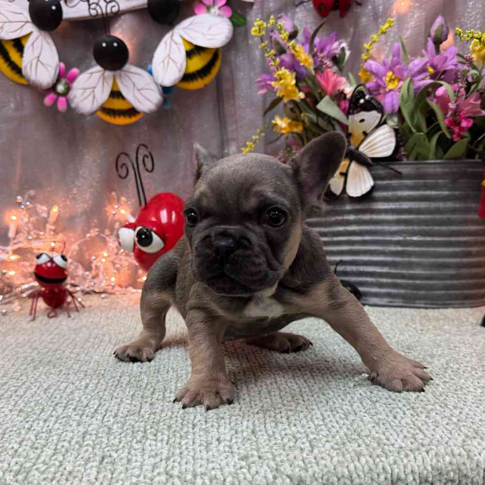 carousel pet images