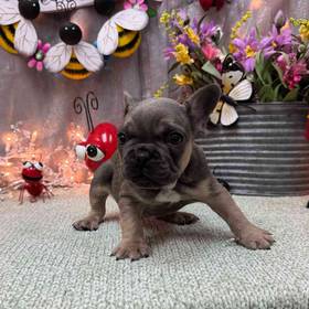 French Bulldog