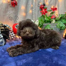 Schnoodle