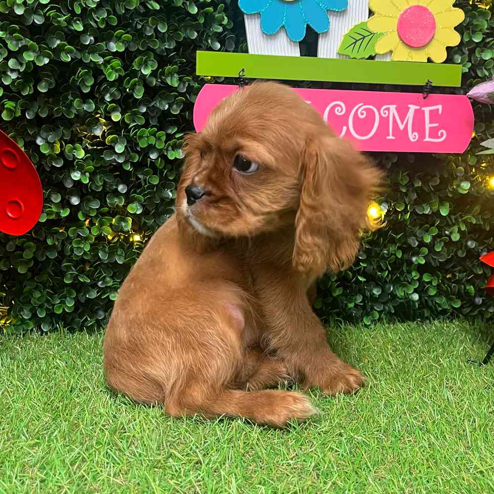 carousel pet images