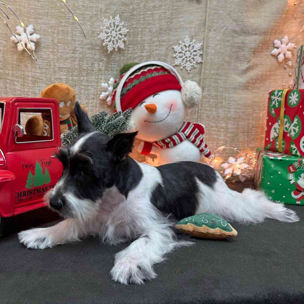 carousel pet images