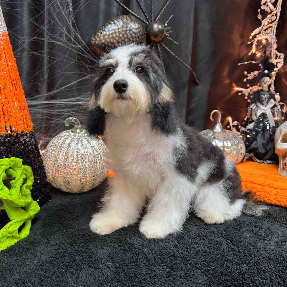 carousel pet images