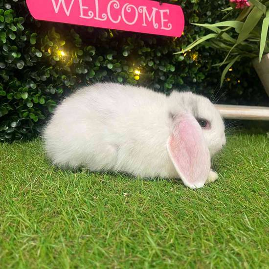 Holland Lop